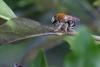 Eucera sp.